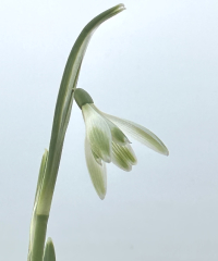 Galanthus nivalis 'Alan’s Treat'