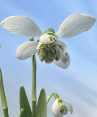 Galanthus 'Bernhard Rollich'