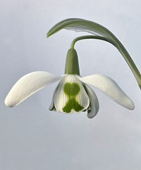 Galanthus 'Betty Hughes'