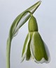Galanthus 'Dryad Demeter'