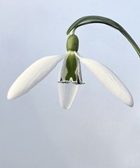 Galanthus 'Dragonfly'