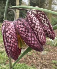 Fritillaria meleagris