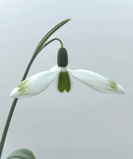Galanthus hybrid 'Glenchantress'