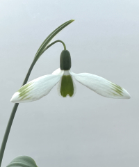 Galanthus 'Glenchantress'