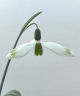 Galanthus hybrid 'Glenchantress'