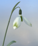 Galanthus hybrid 'Glenchantress'