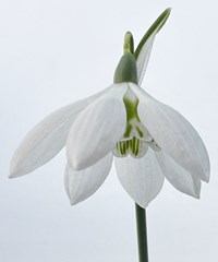 Galanthus elwesii 'Godfrey Owen'