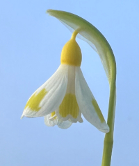 Galanthus plicatus 'Golden Fleece'