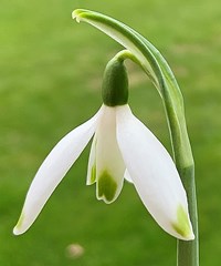 Galanthus peshmenii 'Green Flight'