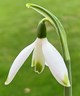 Galanthus peshmenii 'Green Flight'
