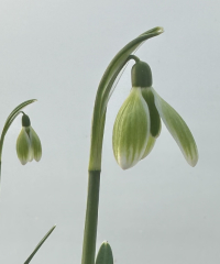 Galanthus nivalis 'Green Tear'