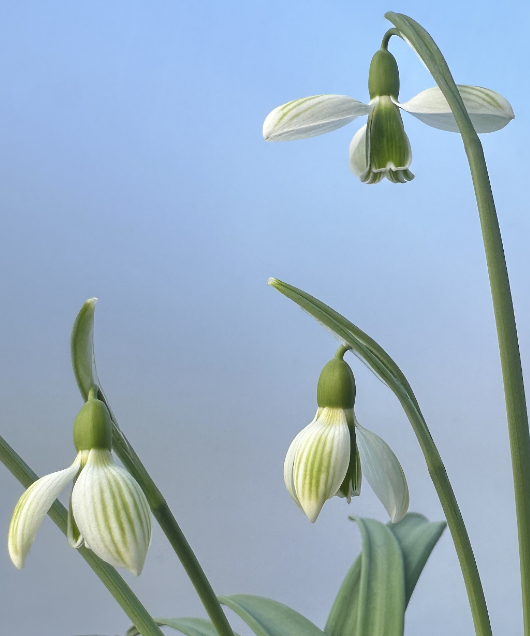 Galanthus plicatus 'Joe Sharman'
