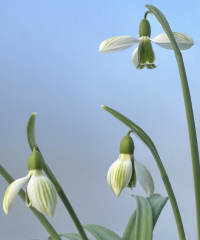 Galanthus plicatus 'Joe Sharman'