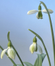 Galanthus plicatus 'Joe Sharman'