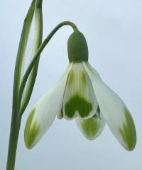 Galanthus 'Joe Spotted'