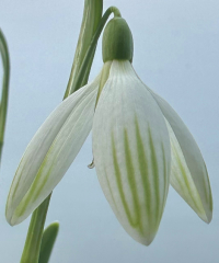 Galanthus 'Kildare'