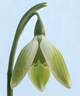 Galanthus 'Kryptonite'
