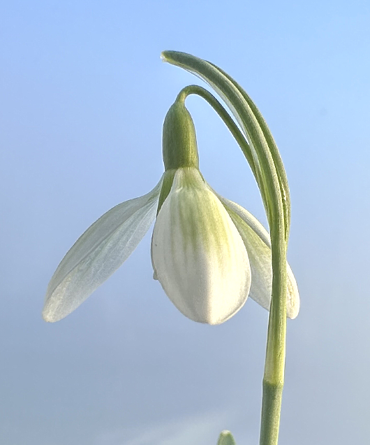 Galanthus nivalis 'Lime Time'