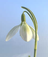 Galanthus nivalis 'Lime Time'