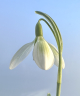 Galanthus nivalis 'Lime Time'
