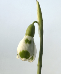 Galanthus 'Lucy'