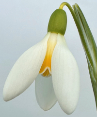Galanthus 'Mother Goose'