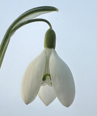 Galanthus 'Mrs Thompson'