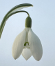 Galanthus hybrid 'Mrs Thompson'