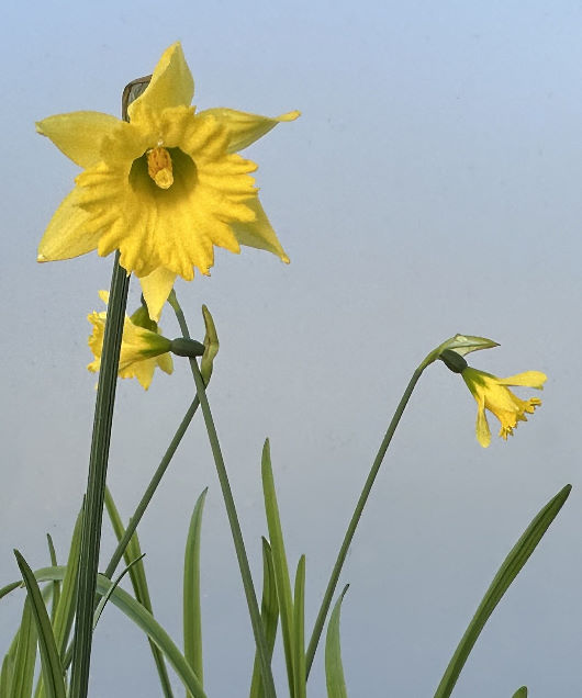 Narcissus 'Cedric morris'