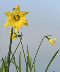 Narcissus 'Cedric Morris'