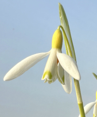 Galanthus nivalis 'Norfolk Blonde'