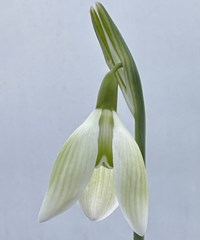 Galanthus 'Northern Lights'