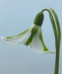 Galanthus 'Philippe André Meyer'