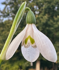 Galanthus reginae-olgae 'Pink Panther'