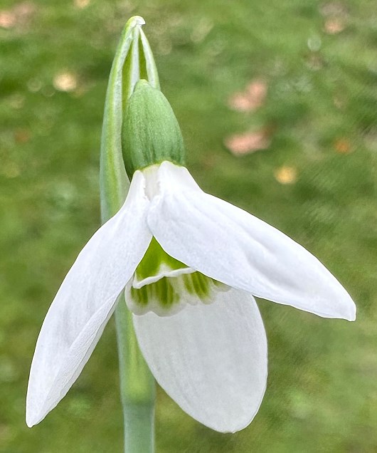 Galanthus elwesii 'Rainbow Farm Early'