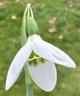 Galanthus elwesii 'Rainbow Farm Early'