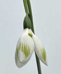Galanthus elwesii 'Rainbow Farm Humbug'