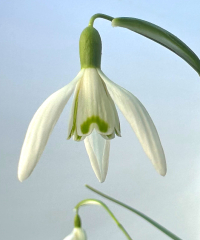 Galanthus nivalis 'Tiny Tim'