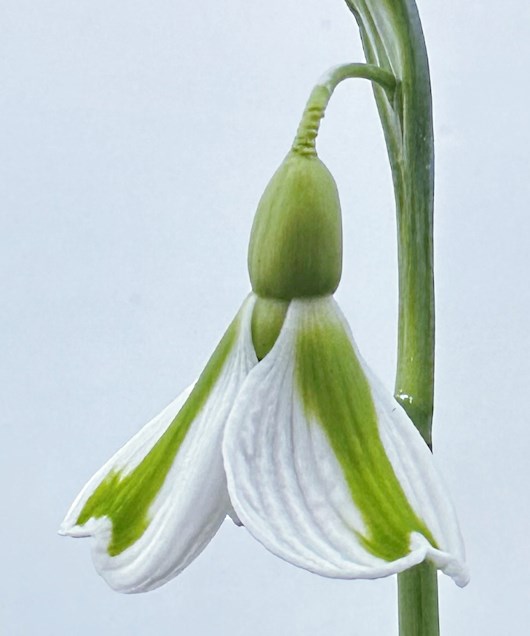 Galanthus 'Tring'