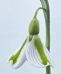 Galanthus 'Tring'