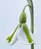 Galanthus 'Tring'
