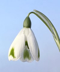 Galanthus 'Trym Baby'