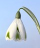 Galanthus 'Trym Baby'