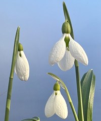Galanthus plicatus 'Yaffle'