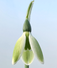Galanthus elwesii 'York Minster'