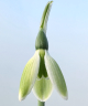 Galanthus elwesii 'York Minster'