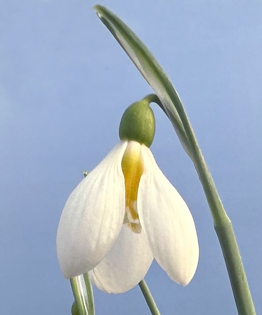 Galanthus 'Schorbuser Irrlicht'