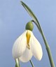 Galanthus 'Schorbuser Irrlicht'